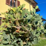 Opuncia figová (Opuntia ficus) ´INDICA´ - výška 100-120 cm, kont. C35L (-5°C)